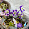 50 pcs leberblümchen samen kaufen - Hepatica nobilis - blumensamen, garten leberblümchen pflanze bienenweide, topfpflanzen für draußen gastgeschenk blumensamen, balkon beet wildblumen,