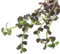 K2AQUA Bacopa Salzmannii Purple Bunch Live Aquarium Plant for Freshwater Tropical Aquarium Vibrant Colour