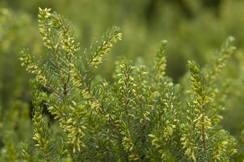 Erica darleyensis 'White Perfection' 10 cm Topf – Winterhart, Immergrün, Pflegeleicht – Winterheide – Bodendecker für Beet & Kübel