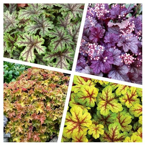 4 x Heuchera Kollektion im 1 Liter Topf (Staude/Winterhart/Bodendecker/Mehrjährig/Immergrün) Purpurglöckchen - Ein Farbtraum für Ihren Garten - Blickfang - von Stauden Gänge