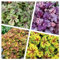 4 x Heuchera Kollektion im 1 Liter Topf (Staude/Winterhart/Bodendecker/Mehrjährig/Immergrün) Purpurglöckchen - Ein Farbtraum für Ihren Garten - Blickfang - von Stauden Gänge