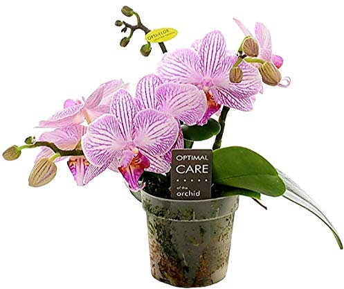 POWERS TO FLOWERS - PHALAENOPSIS MINI A FIORE GRANDE, pianta vera