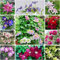 Clematis zwiebeln,Winterharte Mehrjährig pflanzen,Clematis winterhart immergrün,clematis winterhart mehrjährig pflanzen,clematis onion,clematis waldrebe,clematis hellblau.-4zwiebeln-A