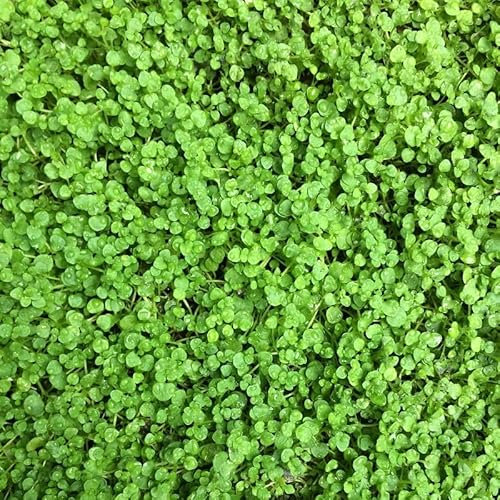 6x Korsische-Minze - Mentha requienii - Topf 9x9cm