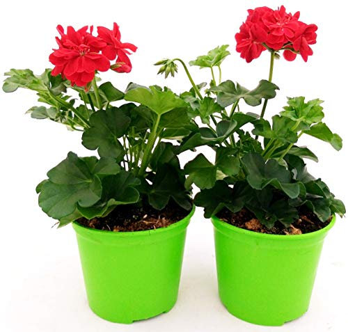 POWERS TO FLOWERS - GERANIO EDERA DOPPIO HERCULES, PELARGONIUM, 2 PIANTE VASO 14, ROSSO, piante vere