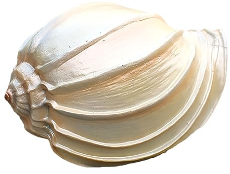 COYOUCO Muscheln, große Muscheln, Muschel Muschel, große Muschelschale, Muscheldekor für Strand Mottoparty Hochzeit Wohnkultur DIY Handwerk Aquarium,A