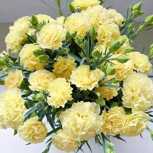 Qiebenav 2000 pezzi semi di carnazione facili da coltivare semi di fiori con fiori profumati per impollinatori taglio giardini fiori giallo
