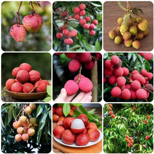 35 pcs Litschi pflanze samen - exotische früchte grünpflanzen,Litchi chinensis, bäume kaufen nachhaltige geschenke für frauen obst frisch gartenarbeit geschenke für gartenliebhaber