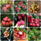 35 pcs Litschi pflanze samen - exotische früchte grünpflanzen,Litchi chinensis, bäume kaufen nachhaltige geschenke für frauen obst frisch gartenarbeit geschenke für gartenliebhaber