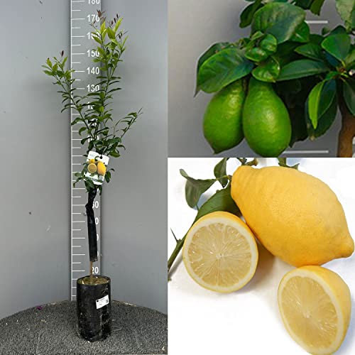 SAVINI VIVAI Pianta di Limone Albero Agrumi Lunario Limone in Fitocella alta 100-120 cm di 1 anno di Innesto Made Italy