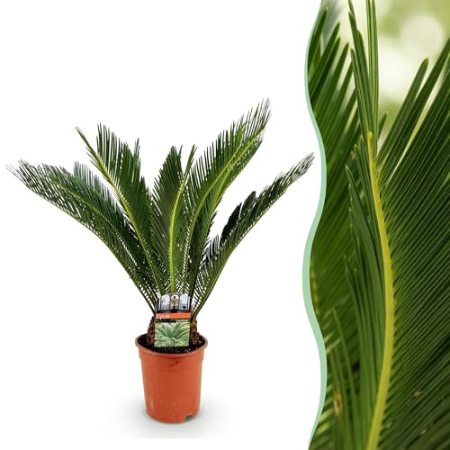 Green boutiQ - Plante d'intérieur - Cycas revoluta - Palmier - Peu d'entretien - Vert - 1 - Pot 17cm - Hauteur 55-65cm