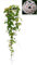 POWERS TO FLOWERS - HOYA CARNOSA XXL, pianta vera