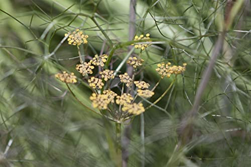 Foeniculum vulgare 'Rubrum' ca. 9x9 cm Topf - Bronze-Fenchel, bronzefarbene Blätter, ideal für Kräutergärten, bienenfreundlich, pflegeleicht