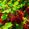 100 Pcs Stachelbeere Samen - Gooseberry - Winterharte Pflanzen Für Garten, Samen Alte Sorten Johannisbeeren Samen, Winterharte Kübelpflanzen, Obstbäume Kaufen Frisches Obst Hochbeet