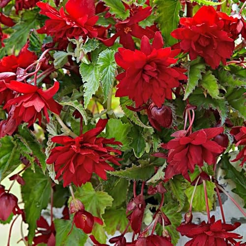 3 x Begonia Pendula Red – Vibrant Red Blooms for All Season – Summer Flowering Bulbs – Perfect for Hanging Baskets – Perennials – for Your Beautiful Garden
