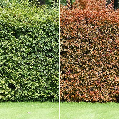 Siepe di faggio verde (Fagus Sylvatica) - Elegante siepe decidua per la privacy, resistente e tollerante all'ombra, perfetta per il paesaggismo del giardino.