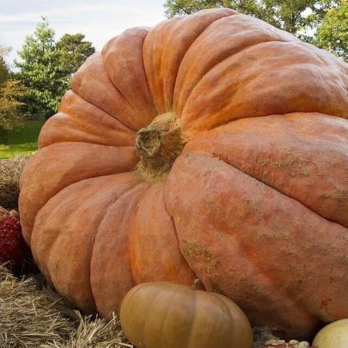 Paquete de 10 semillas, semillas de calabaza gigante del Atlántico (Cucurbita maxima)