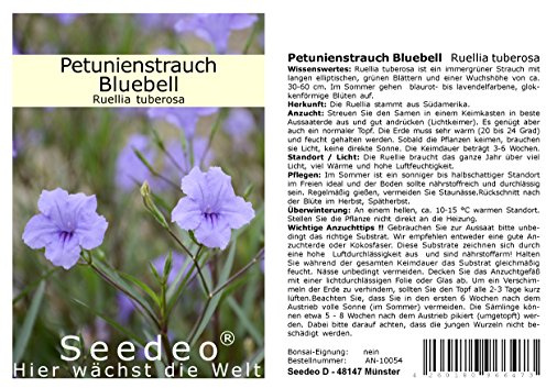 Seedeo® Petunienstrauch Bluebell (Ruellia tuberosa) 40 Samen