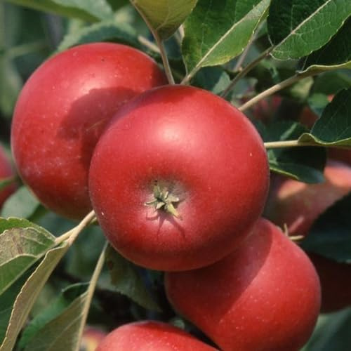 Plant Theory 1.2m Apple Discovery Edible Dessert Apple Outdoor Fruit Tree 9L Pot MM106 Rootstock