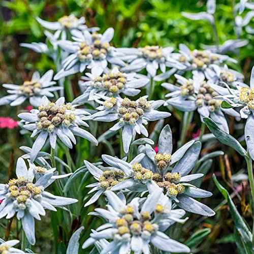 Edelweiss Samen,Blumensamen Sträucher Kräuterpflanzen,Geschenk Garten Pflanzensamen Balkon Blumen Bodendecker Pflanzen Winterhart Seltene Pflanzen - 250 Stück(Weiß)