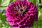 Violette Dahlien-Erbstückblume, Violett, 250 Samen