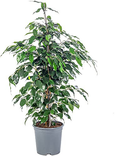 Fico Benjamin - Ficus benjamini - Altezza ca. 110 cm, Vaso Ø 21 cm