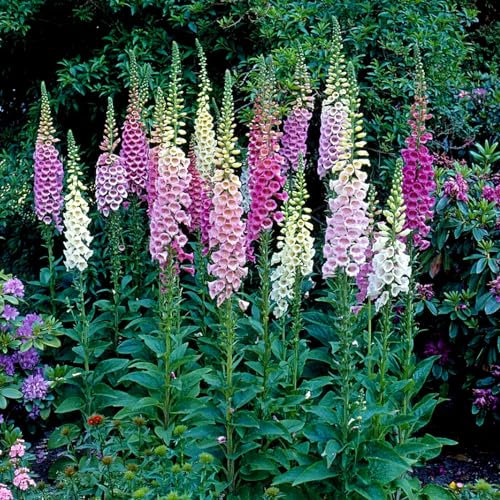 Carbeth Plants - Foxglove Digitalis Foxy Group - Flowering Perennial in 1L Pot - Ideal for Pollinators (1)