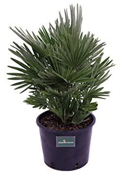 Pianta di Chamaerops Humilis Compacta Pianta di Palma pianta da esterno pianta di Palma da giardino pianta ornamentale di Chamaerops Humilis Compacta pianta vera di Chamaerops venduta da eGarden.store