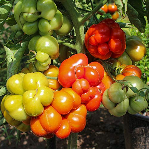 Reisetomate Bio-Tomatensamen für ca. 10 Pflanzen - skurrile Wuchsform, guter Ertrag