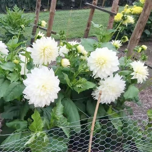 Bulbi di dalia - piante in vaso - Piante rare - da giardino da appartamento bulbi di dalia balcone fiori estivi decorazione floreale giardino aiuole rialzate per vaso per bonsai vasi 5pcs