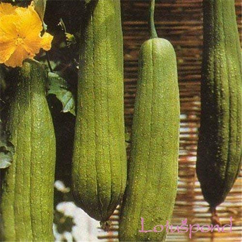 Seed Saat Luffa-Schwamm, 50 Samen von Gemüse Luffa Fibrous Showy Pflanze, hausgemachte Seife, Backyard Tasty