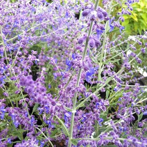 Blauraute 'Little Spire' - Perovskia atriplicifolia 'Little Spire' 30-40 C - 30-40 cm Topf