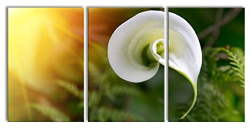 Pixxprint Calla Lilie Blüte als XXL Leinwandbild in Übergröße 240x120cm Gesamtmaß 3 teilig, Wandbild, Kunstdruck