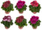Seis Unidades de Pelargonium - Geranios Naturales - Plantas de Exterior
