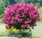 Lagerstroemia Rosa Velour PURPLE FOLIAGE Hardy SEEDS!