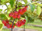 Zierapfel 'Red Sentinel' - Blüte weiß & rosa - Malus Red Sentinel - Containerware, 60-100 cm - Garten von Ehren®