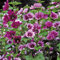 Mauretanische Malve - Malva sylvestris - dunkelrote Blüten von Juni - September - als Schnittstaude geeignet