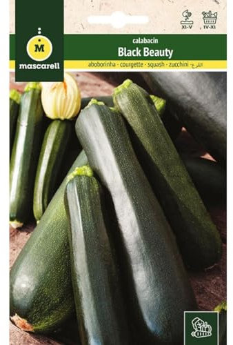 Mascarell Semillas, CALABACÍN, Semillas Huerto, CALABACÍN BLACK BEAUTY, Crea tu Propio Huerto Urbano y Cultivo en Casa, Plantas Hortícolas, 8 Gramos