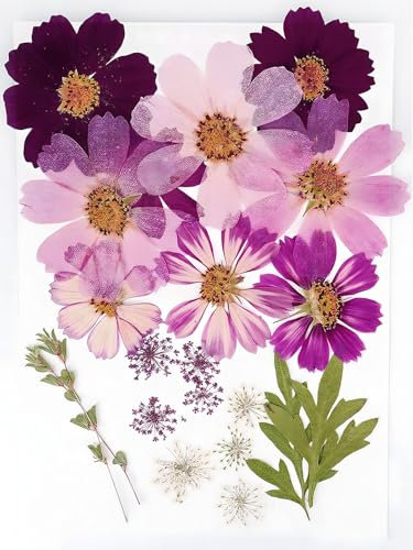 Grandes fleurs séchées pour moule en résine, fleurs pressées naturelles sèches, herbier pour scrapbooking, fournitures de fabrication de bougies (galsang violet)