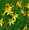 Kleine Taglilie - Hemerocallis minor