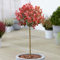 Photinia Carre Rouge - Christmas Berry Tree - Potted Ornamental Patio Trees - Ideal for Small Gardens, Patios and Pathways - Vibrant Red and Green Foliage Leaves (70-80cm Incl. Pot)