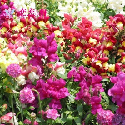 Sumpf frisch 10 Stück mehrjährige Blumensamen zum Pflanzen von Lila