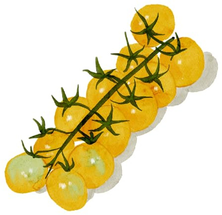 Golden Cherry Tomatensamen – süße gelbe Cocktailtomate für Balkon & Garten | sehr ertragreiche alte Sorte | samenfest, frühreifend & aromatisch | naturbelassen & handverpackt aus Portugal – 25 Samen