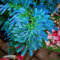 3 pz rosa di gerico bulbi vere, piante per esterno resistenti, piante vere, Selaginella tamariscina, piante perenni resistenti, piante regalo decorazione da giardino per esterni,