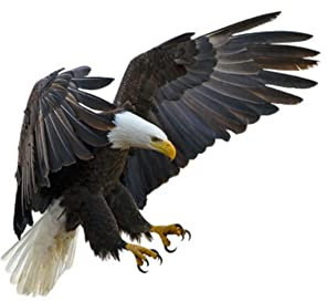 Autoaufkleber 3d Adler, Asudaro Autoaufkleber Tier Adler PVC Sticker Wasserdichte Laptop Aufkleber 3D Personalisierte Auto Aufkleber Lustiger Realistic Aufkleber Adler Vogel Flügel Auto Aufkleber