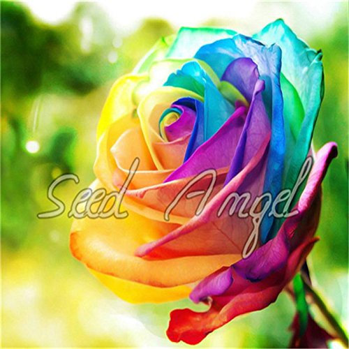Rosa, Kletterpflanzen, Polyantha Rose, Chinese Blumensamen, Kletterrosen Samen, 200 PC / bag