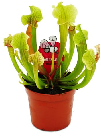 Schlauchpflanze - Trompetenkrug-Pflanze - Sarracenia smoorii - Fleischfressende Pflanze - 9cm Topf