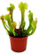 Exotenherz - Schlauchpflanze - Trompetenkrug-Pflanze - Sarracenia smoorii - Fleischfressende Pflanze - 9cm Topf
