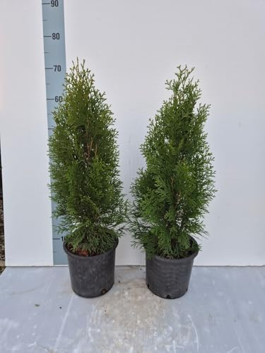2 Piante di Thuja occidentalis Smaragd, Conifera Sempreverde Ornamentale a Colonna - Foto Reali - Vivai Giulian Giovani Piante