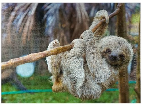 Sloths at San Jose Rescue Center Costa Rica - Premium 1000 Piece Jigsaw Puzzle for Adults